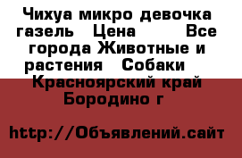 Чихуа микро девочка газель › Цена ­ 65 - Все города Животные и растения » Собаки   . Красноярский край,Бородино г.